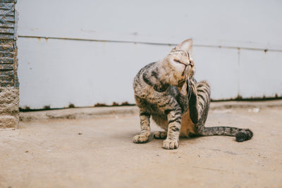 How to Choose the Right Flea Treatment for Your Cat