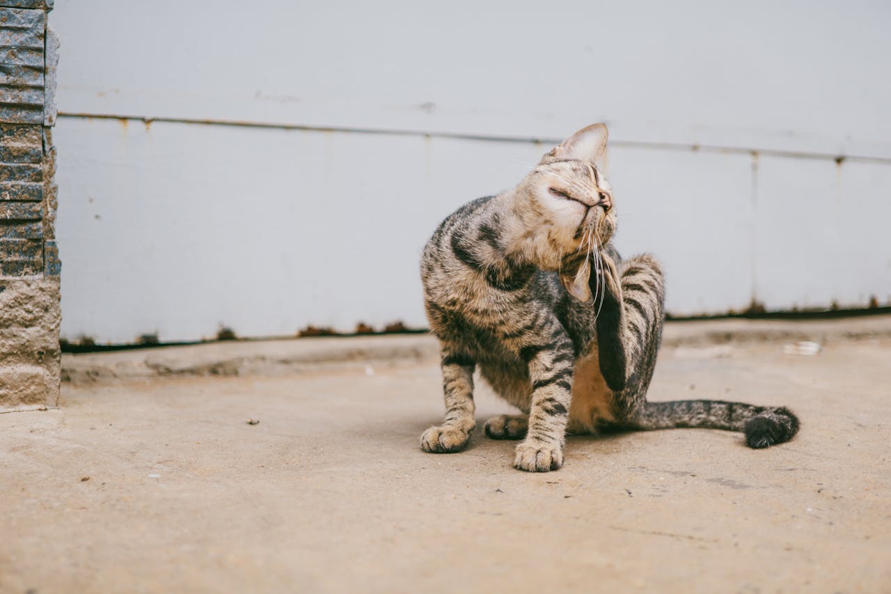 How to Choose the Right Flea Treatment for Your Cat