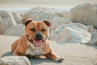 Happy Australian dog protected with Simparica Trio monthly treatment