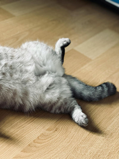 Worming Cats: Everything Aussie Pet Parents Should Know